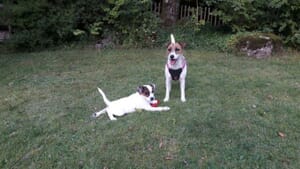 Marli´s Keksdose - Feinste Hundekekse - Marli & Clara